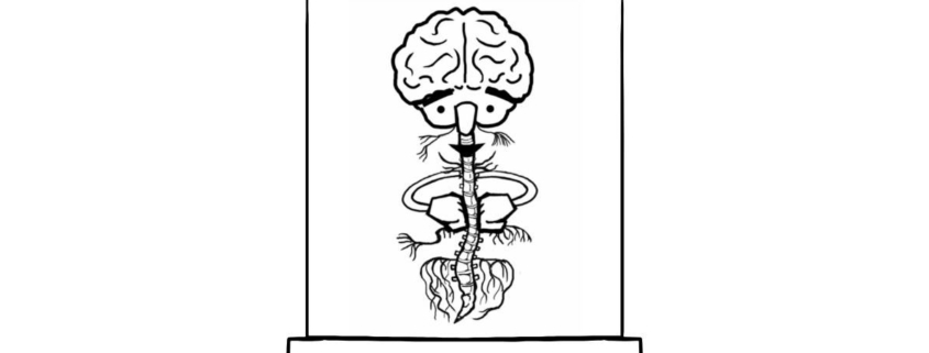 Et si votre système nerveux était votre meilleur allié ?